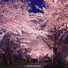 北海道北斗市にある大野川沿い桜並木のライトアップ。ソメイヨシノが300ｍ続く桜のトンネルが見事です。夜は歩行者天国になるので、のんびりお散歩を楽しむことも。川のせせらぎの音が聞こえてくる清々しいスポットです。#北海道 #北斗 #大野川沿い桜並木 #北斗桜回廊