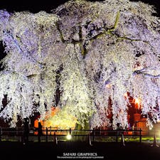 樹齢300年という道内最大級のしだれ桜が見事な法亀寺(ほうきじ)。町の人たちもこの桜をとても誇りに思っています。圧倒的なスケールの昼も見事ですが、妖艶な光に包まれる夜の雰囲気も素敵です。#北海道 #北斗 #法亀寺 #北斗桜回廊