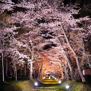 800ｍ続く桜のトンネルが美しい道内有数の桜の名所、松前藩戸切地(へきりち)陣屋跡。歴史と桜が融合した風情あるスポットで、国指定文化財に指定されています。ソメイヨシノをはじめ、エゾヤマザクラや八重桜などの競演を楽しむことができます！#北海道 #北斗 #松前藩戸切地陣屋跡 #北斗桜回廊