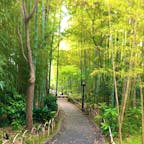 静岡県伊豆市修善寺の竹林の小径に行きました