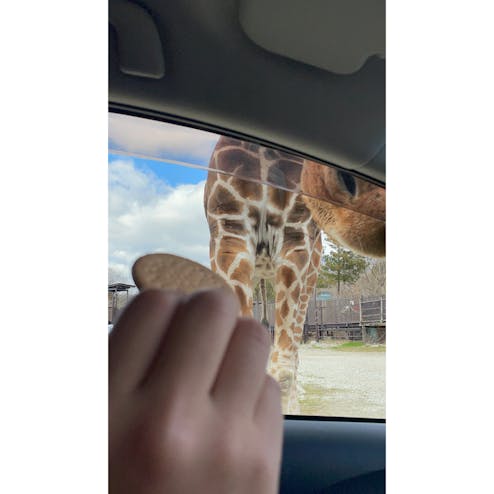 那須サファリパーク