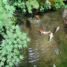 本当はモネの池が見たかった。。🐟