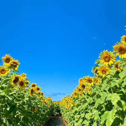 宮古島市・宮古島