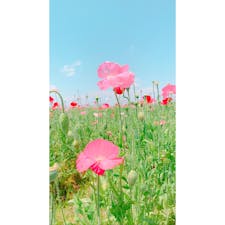 埼玉県鴻巣市ポピー畑