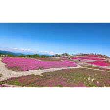 #芝桜

#愛知
#茶臼山高原