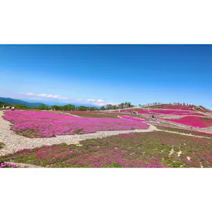 #芝桜

#愛知
#茶臼山高原