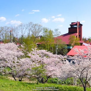 余市川の両岸5kmに渡ってソメイヨシノが咲く「余市川桜づつみ」。赤い屋根が特徴的なニッカウヰスキー余市蒸溜所の裏手にも咲いており、創業者・竹鶴政孝の妻リタがお弁当を届けるために毎日散歩した道でもあるそうです！#北海道 #余市 #余市川桜づつみ