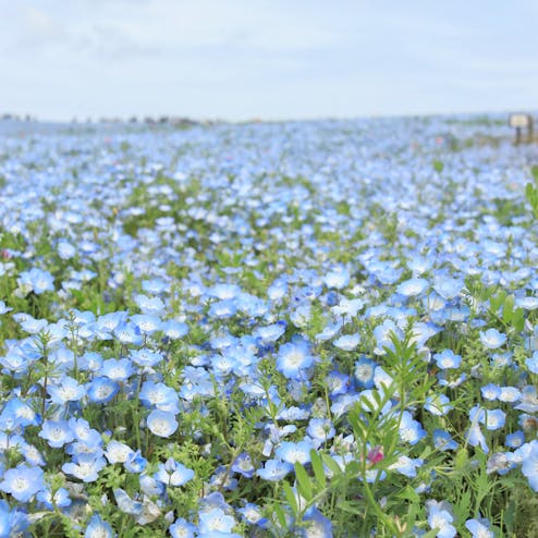 国営ひたち海浜公園