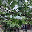 極楽寺　桜の木にたくさんさくらんぼがなっていました。
