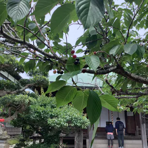 極楽寺　桜の木にたくさんさくらんぼがなっていました。