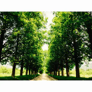 メタセコイア並木
新緑から深緑へ