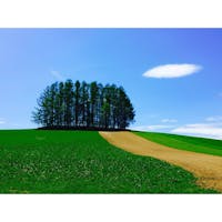 マイルドセブンの木