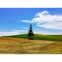 クリスマスツリーの木