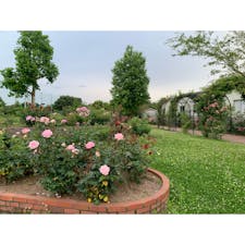 バラ公園いこいの広場
#202106 #s岐阜