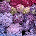 名古屋、別小江神社の手水舎は紫陽花で埋めつくされています。
とても綺麗です。
紫陽花の御朱印も頂けます。