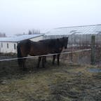 アイスランド固有種のお馬さん
小ぶりでかわいい