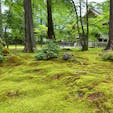 京都・大原の三千院。お庭は一面ふかふかの苔で覆われていました。