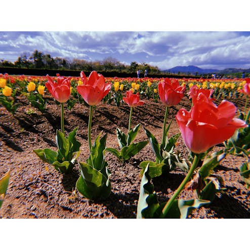 山中湖花の都公園