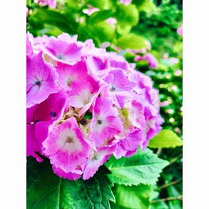 #あじさいの里
#愛知
#蒲郡