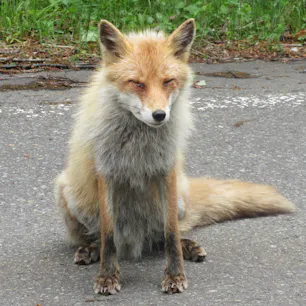 北海道道央オロフレ峠で出会ったキタキツネさんです。車を追いかけてきたので停車したら、チョコンと傍らに座ってくれました。