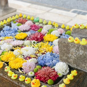 〰️Kyoto🇯🇵〰️
#金戒光明寺#花手水#花と水の京都