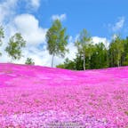 「大地が、空に、恋をした。」強烈な印象を残すキャッチコピーが有名な日本最大級の芝桜を有する滝上町。毎年5月上旬頃からピンク色に色付き始め、6月上旬には完全に恋に落ちています。10万平方メートルを超える広大な大群落の芝桜は、時折風に乗って優しい甘い香りを運んできます。 #北海道 #滝上 #芝ざくら滝上公園