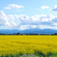 22年 滝川市の菜の花畑 丸加高原伝習館 はどんなところ 周辺のみどころ 人気スポットも紹介します