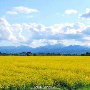 日本最大の作付面積を誇る北海道滝川市の菜の花畑。毎年5月中旬～6月上旬にかけて、市内のあちこちに黄色い絨毯が敷き詰められます🌼
周囲の田園風景や山に残る残雪も美しく、「北海道感動の瞬間（とき）100選」にも選ばれた見事な菜の花畑を楽しむことができます。#北海道 #滝川 #滝川菜の花