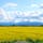 日本最大の作付面積を誇る北海道滝川市の菜の花畑。毎年5月中旬～6月上旬にかけて、市内のあちこちに黄色い絨毯が敷き詰められます🌼
周囲の田園風景や山に残る残雪も美しく、「北海道感動の瞬間（とき）100選」にも選ばれた見事な菜の花畑を楽しむことができます。#北海道 #滝川 #滝川菜の花