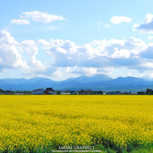 滝川市の菜の花畑(丸加高原伝習館)