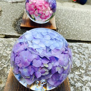 奈良の般若寺、ガラスボールに色とりどりの紫陽花を入れた花手水。
紫陽花と初夏コスモスが見ごろです！