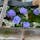 京都花手水　上賀茂神社

#サント船長の写真　#京都　#花と水の京都