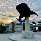 夕日と空と雲とジンベイザメ
#沖縄
#美ら海水族館