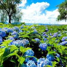 滋賀県もりやま芦刈園