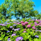 滋賀県もりやま芦刈園