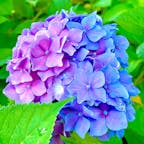 滋賀県もりやま芦刈園