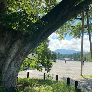 御所　清水谷家の椋の木

清水谷家は西園寺家の一門で、鎌倉時代に西園寺公経の二男、実有を祖とする公家である。雅楽を家業として天皇に仕えた。
その清水谷家の邸内に植えられたものか、その屋敷が建てられる前から有ったのか分からないが、３００年も前からこの地にあって幾多の歴史の変遷を見つめていたのであろう。

後方の山は如意ヶ嶽(大文字山)です。

#サント船長の写真　#京都御所　#京都