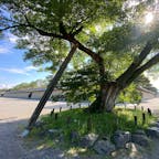 御所　清水谷家の椋の木

またこの椋の木の下で、元治元年（１８６４）に起こった禁門の変（蛤御門の変）の時、来島又兵衛が討死したと伝えられている。

後ろ有る建物が大宮御所ですね、天皇が居られた屋敷です♪

#サント船長の写真　#京都御所　#京都