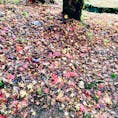 兵庫県の出石城付近にて。
昨年秋の写真ですが、落ち葉の絨毯がとても素敵でした。
