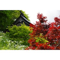 山寺仁王門(山形市 , 山形県)
山形市にある山寺。
正式名称は、立石寺(りっしゃくじ)」といい、松尾芭蕉が「閑さや 岩にしみ入る 蝉の声」という句を詠んだ場所とも言われています。
この写真は、仁王門の前で撮影したもので、梅雨の前5〜6月にかけて色づくノムラモミジを撮影したもの。
紅葉といえば秋を想像しますが、木々がめぶく春にポツンと色づく赤い紅葉というのも、山寺らしい風景なのだそう。
梅雨の雨が続くこんな季節だからこそ、いいなぁと感じられる一枚でした。