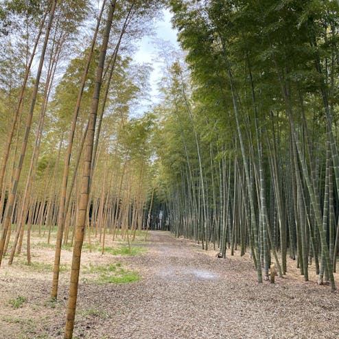 若竹の社 若山農場