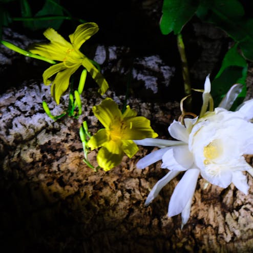 京都府立植物園
