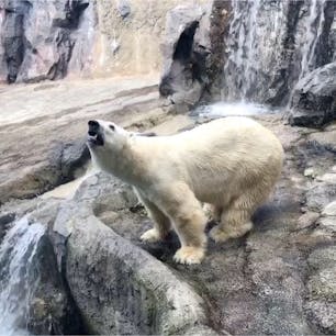 旭山動物園　ホッキョクグマ