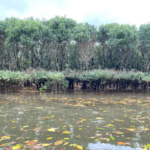 マンググローブ原始林　奄美大島

#サント船長の写真　#奄美大島