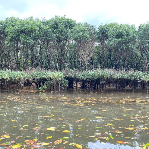 マングローブ原生林