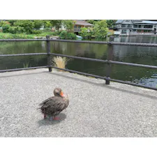 金鱗湖
#202106 #s大分