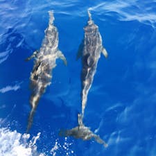 石垣島で会った野生のイルカ達♡