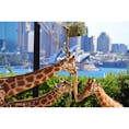 シドニーはタロンガ動物園。オペラハウスを臨むことができる景観が魅力です。