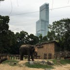 天王寺動物園[大阪]

入園料は安いのに結構たくさんの動物もいて楽しめた☆

このハルカスと象がすごくいい感じ^ ^