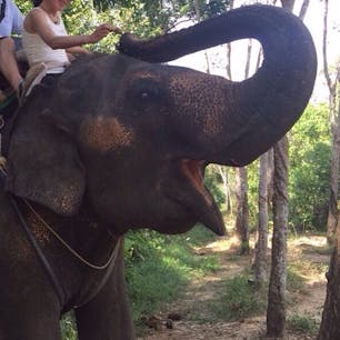 プーケット 

像からはおやつの催促、象使いからはチップの催促ですが、いい表情の像さんが撮れました。